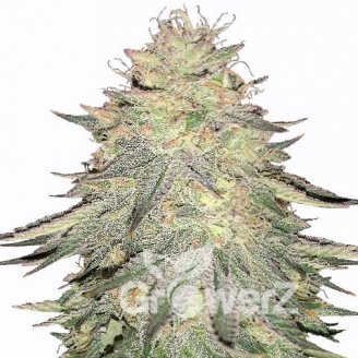 Dos-Wi-Dos Auto Fem.