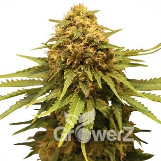 Critical + Auto Fem.