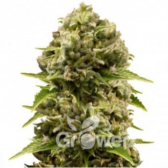 Cheese Haze Auto Fem.