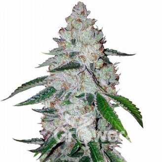 West Coast O.G. Auto Fem.