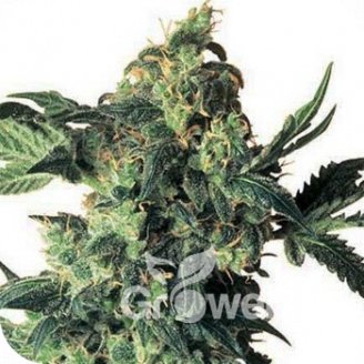 Northern Lights Fem.