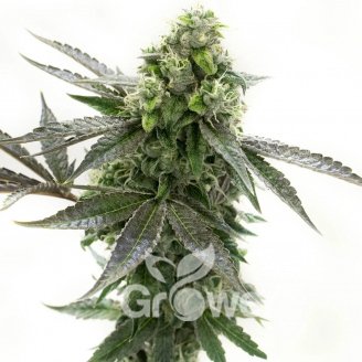 Blackberry Auto Fem.