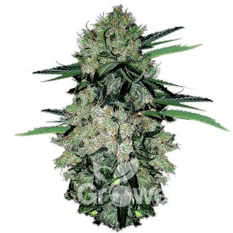 NYC Diesel Auto Fem.