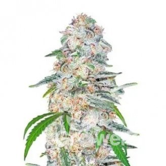 Blue Dream'matic Auto Fem.