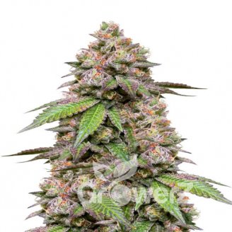 Godzilla Cookies Auto Fem.