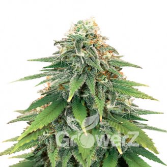 Apple Betty Auto Fem.
