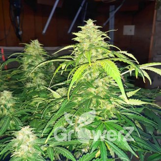 Apple Betty Auto Fem.