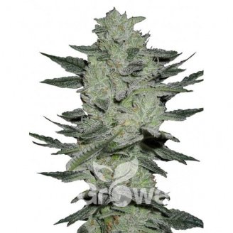 Black Herer Auto Fem.