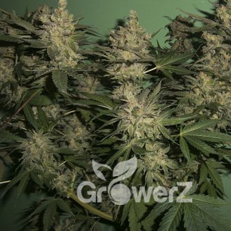 Black Herer Auto Fem.