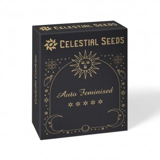 Семена конопли купить сорт Black Herer Auto Fem.