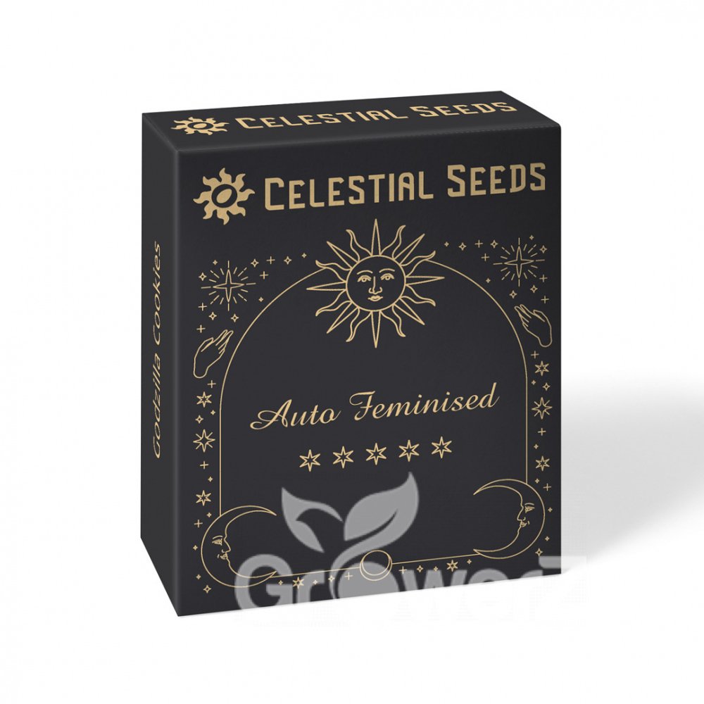 Black Herer Auto Fem.