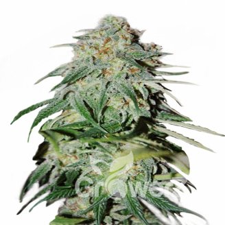 Shiskaberry Auto Fem.