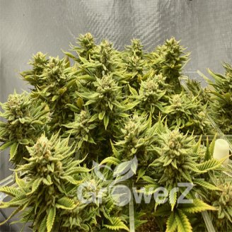 Papaya Cookies Auto Fem.