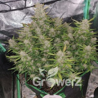Guava Auto Fem.