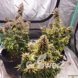 Guava Auto Fem.