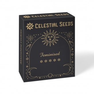 Семена конопли купить сорт Jungle Lava Fem.