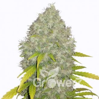 Gorilla Glue #4 Fem.