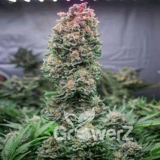 Gorilla Glue #4 Fem.