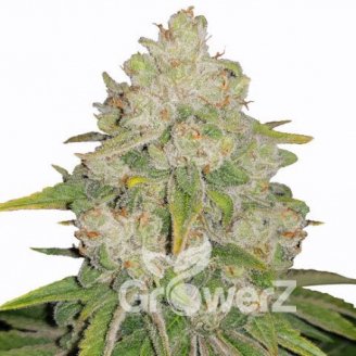 Bruce Banner # Fem.