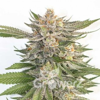 Pink Runtz Auto Fem.