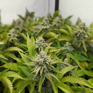 Grand Gorilla Auto Fem.