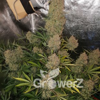 Fat Bastard Auto Fem.