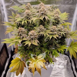 Keepers OG Auto Fem.