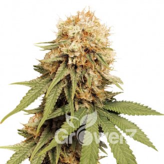 Permanent Marker Auto Fem.