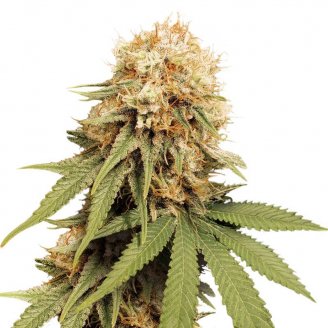 Permanent Marker Auto Fem.