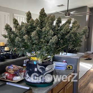 Permanent Marker Auto Fem.