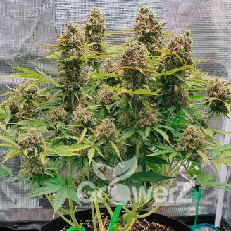 Permanent Marker Auto Fem.