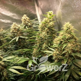 Critical CBD Auto Fem.