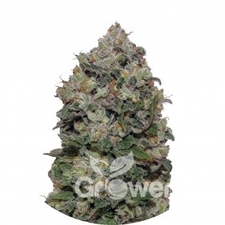 Northern Lights Fem.