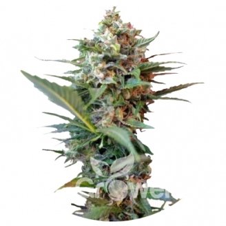 Big Devil XL Auto Fem.