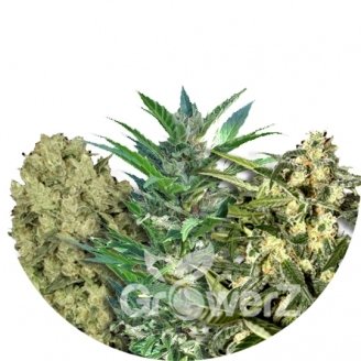 Sativa Mix #1 Auto Fem.